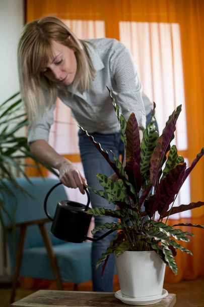 young woman watering plant in modern home man reading from tablet - Foto, immagini