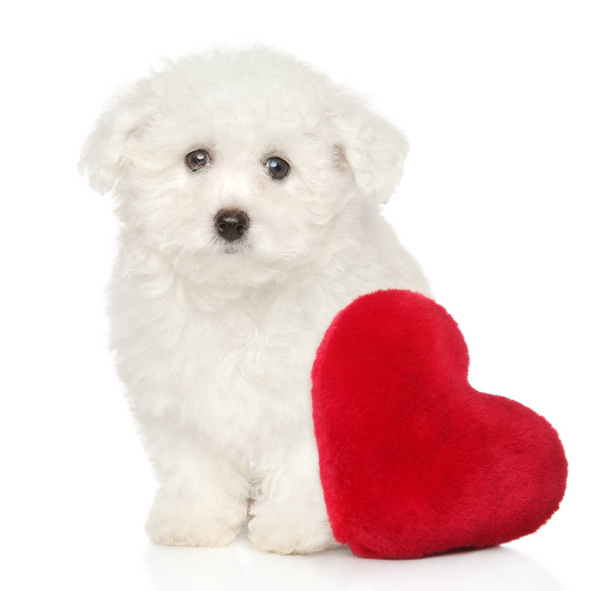 Bichon Frise puppy with red heart sits on white background. Baby animal theme - Photo, Image