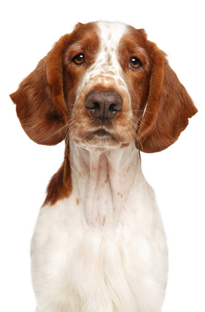Perro Springer Spaniel galés. Retrato de primer plano aislado en blanco. Temas animales
 - Foto, imagen