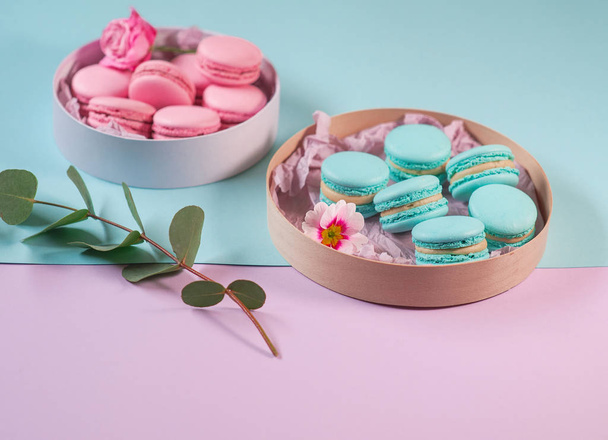 rosa und Menthol (grün) köstliche hausgemachte Macarons in runder Schachtel und Eukalyptuszweig auf violettem (lila) und Menthol- (grünem) Hintergrund - Foto, Bild