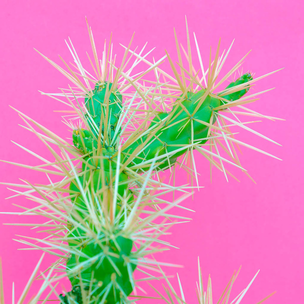 Cacti. Cactus lover.  Plants on pink concept art - Photo, image