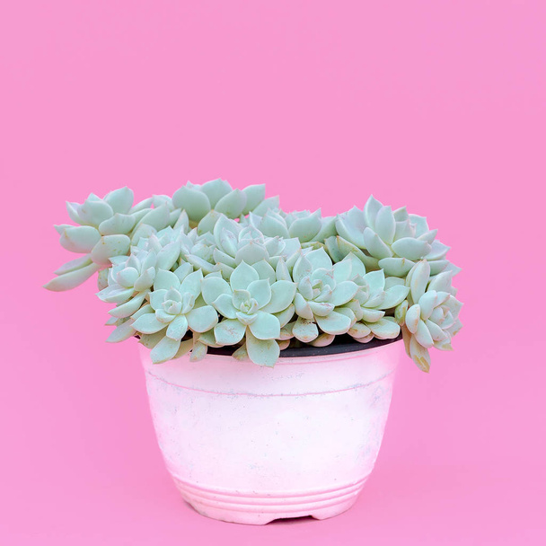 Cacti in a pot. Cactus lover concept. Minimal plants on pink art - Φωτογραφία, εικόνα