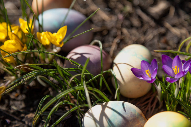 Χαρακτηριστικό των διακοπών Πάσχα. Πολλά αυγά κότας αρχικά βαμμένα σε διάφορα χρώματα είναι σε ένα κρεβάτι από λουλούδια άνοιξη με μωβ crocuse - Φωτογραφία, εικόνα