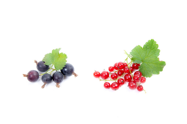 Zamknij widok jagody czarne i czerwone porzeczki, izolowana na białym tle. Kilka z małych zielonych liści Porzeczki czarne i czerwone porzeczki - Zdjęcie, obraz