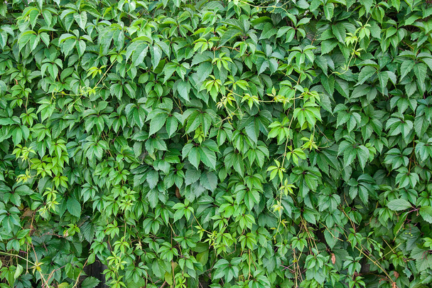 Folhas de uvas selvagens na cerca de madeira como fundo natural
 - Foto, Imagem