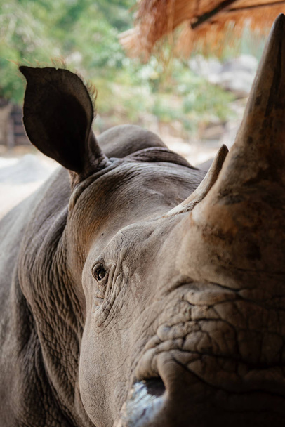 Detailní záběr nosorožce tlama s obrovský roh - Fotografie, Obrázek