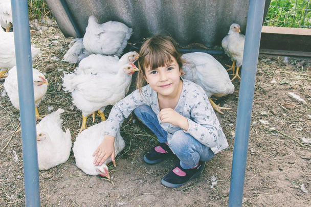 Bio chickens on a home farm a children. nature. - Фото, изображение