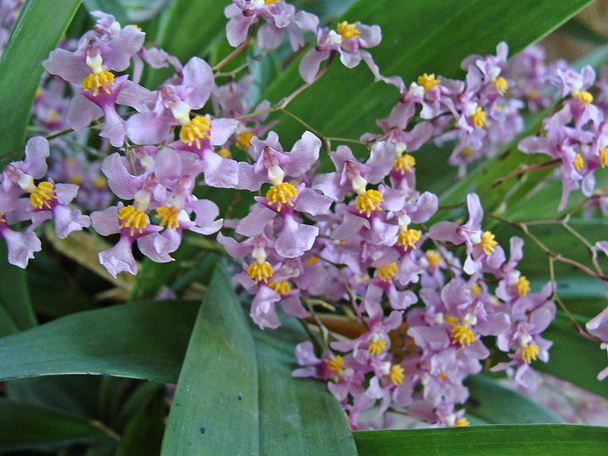 Graciosas mine orquideas lilas com miolo amarelo - Photo, image