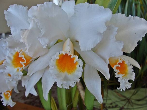 orquideas brancas com laranja em linda foto seletiva  - Photo, Image