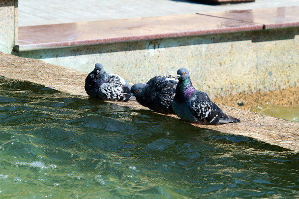 Trzy gołębie na granicy fontanny w parku. - Zdjęcie, obraz
