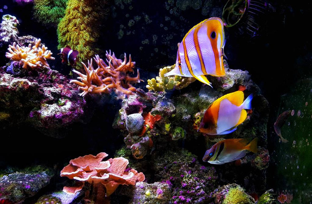 サンゴ礁の水槽に熱帯の海産魚 - 写真・画像