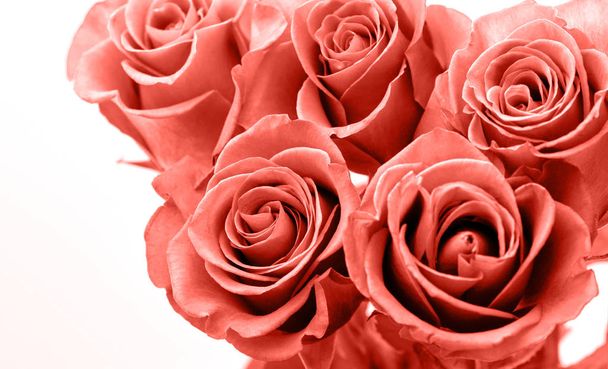 Pink roses on white background. Valentines Day - Foto, Imagen