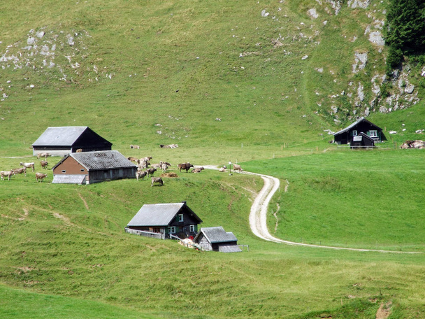 ländliche traditionelle Architektur und Viehwirtschaft an den Hängen des Alpsteins und im Rheintal - Kantone St. Gallen und Appenzell innerrhoden, Schweiz - Foto, Bild