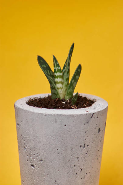 Succulents in diy concrete pot. Only planted in pots. On yellow background. - Foto, Imagen