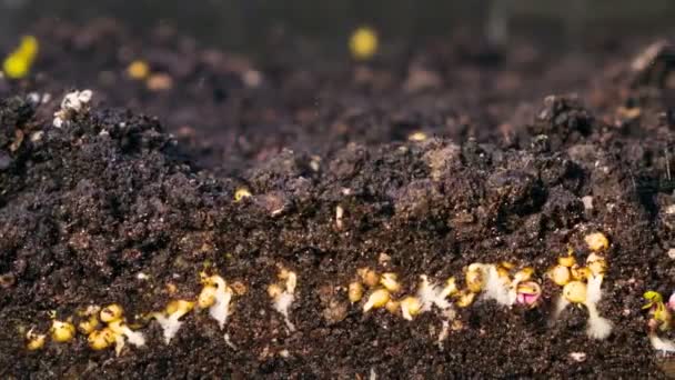 Een zaailing groeien uit de vuil time-lapse video. Microgreens gezonde voeding met vitaminen. - Video