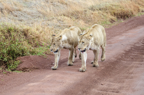 Two lions - Photo, Image