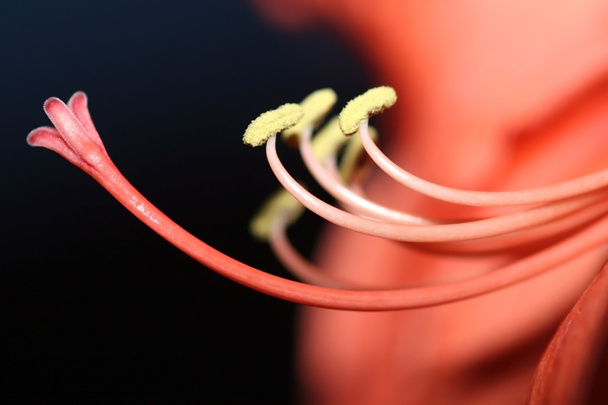 Red Amaryllis - Фото, зображення