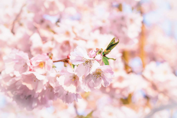 Delicado sakura rosa de flor de cerezo de primavera. Hermoso fondo de primavera
 - Foto, imagen