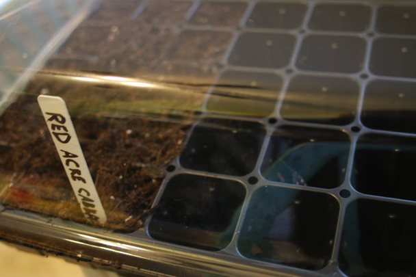 Mini-Gewächshaus für den Balkongarten: So kann Wärme Samen auf der Fensterbank ansetzen - Foto, Bild