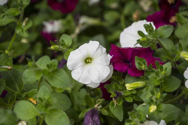 Pembe ve beyaz Petunya Petunioideae çiçek makro closeup arka plan olarak. Seçici odak. Görüntü pot.multicolored saksı sokak, balkon, veranda üzerinde renkli Petunya, Petunya boş dolu - Fotoğraf, Görsel