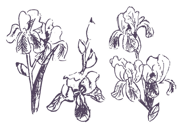 Croquis vectoriel de fleur d'iris dessiné à la main sur fond blanc
 - Vecteur, image