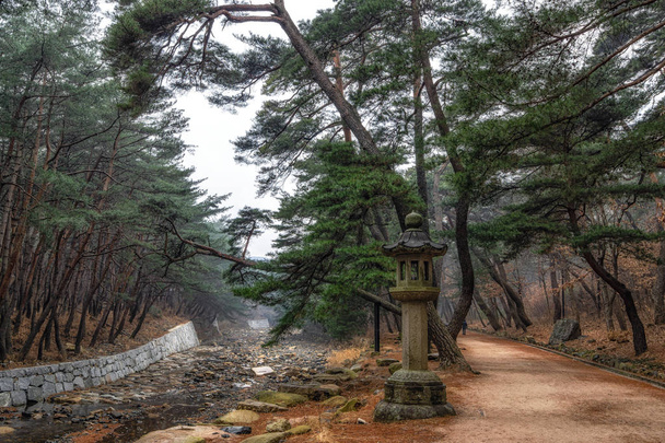 Pine tree lesa a potoka v mupunghansong gil silnice poblíž vchodu do chrámu Tongdosa v Jižní Koreji. Užívá ráno - Fotografie, Obrázek