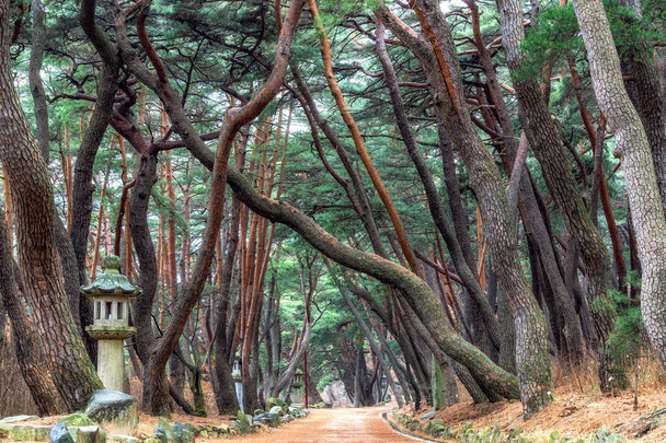 fenyő fa forest grove mupunghansong: gil road bejáratánál Tongdosa temple, Dél-Korea. Reggel - Fotó, kép