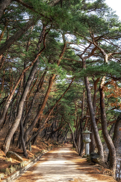pine tree forest grove at mupunghansong gil road near the entrance of Tongdosa temple in South Korea. Taken in the morning - Photo, Image