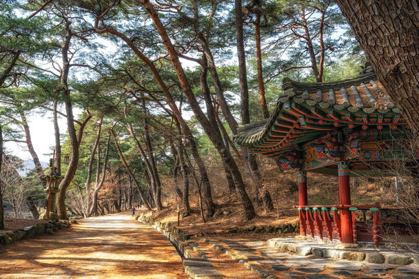 Небольшой корейский павильон пагоды и сосновая роща на дороге мупунганьсон-гиль возле входа в храм Тонгдоса в Южной Корее. Снято утром
 - Фото, изображение