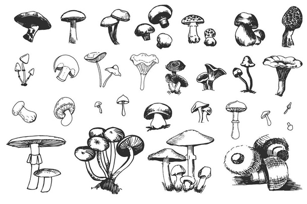 Vektor handgezeichnete Skizze von Pilzen Illustration auf weißem Hintergrund - Vektor, Bild