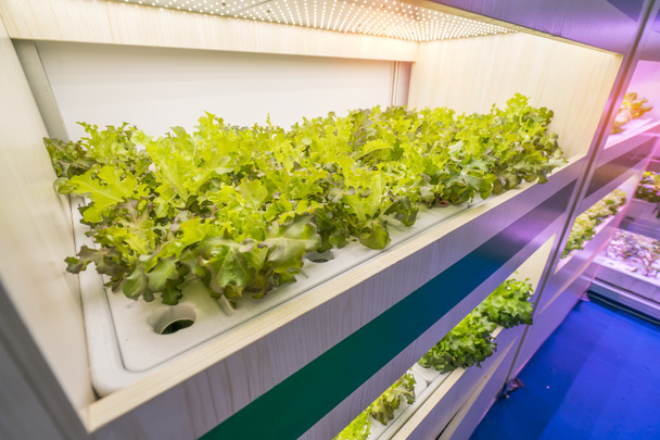 Organiczne warzywa hydroponiczne rosną z LED Light Indoor Farm, Rolnictwo Technologia - Zdjęcie, obraz