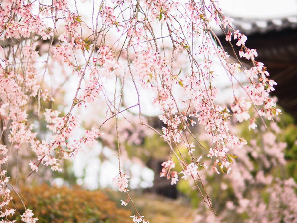 Soft and blur vintage of cherry blossom (Sakura) in spring season of Japan. Natural background spring shot of Iwakuni city. - Photo, Image