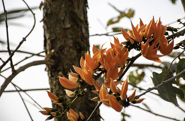 Fleurs oranges ou Butea monosperma sur l'arbre dans le jardin
 - Photo, image