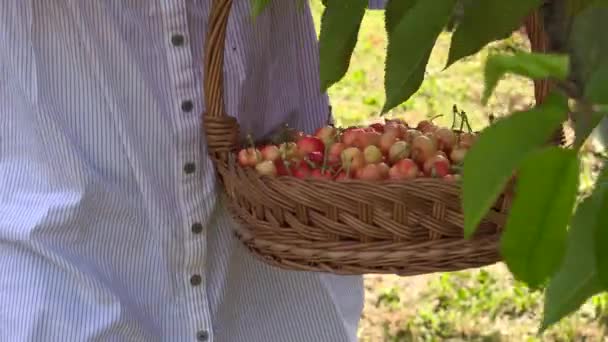 Blonde woman in a bright sunny day picking cherries - Video