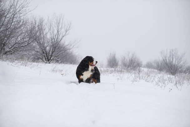 Berner Sennenhund grande cane a piedi nel paesaggio invernale, con neve
 - Foto, immagini