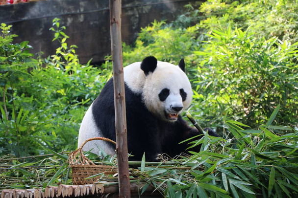 гигантская панда, поедающая бамбук
 - Фото, изображение