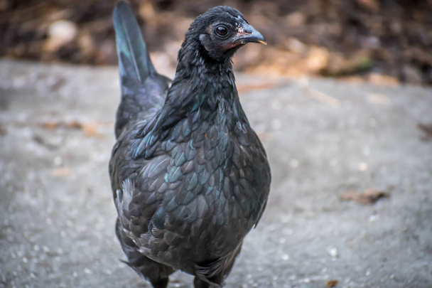 Un Ayam Cemani poco común en Jacksonville, Florida
 - Foto, Imagen