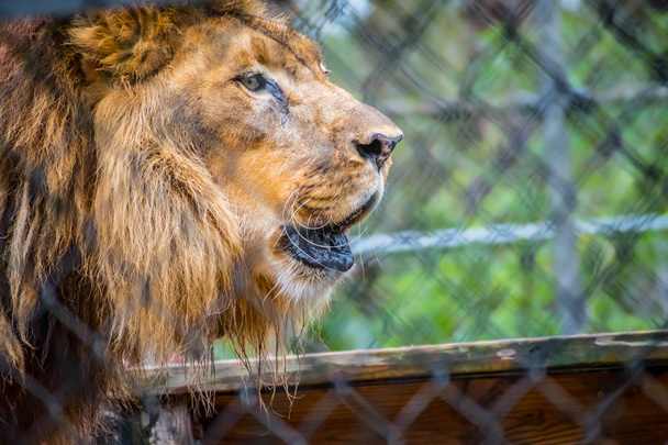 Um leão musculoso e de peito profundo em Jacksonville, Florida
 - Foto, Imagem