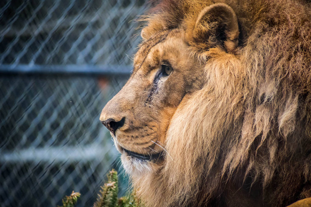 Un león musculoso de pecho profundo en Jacksonville, Florida
 - Foto, imagen