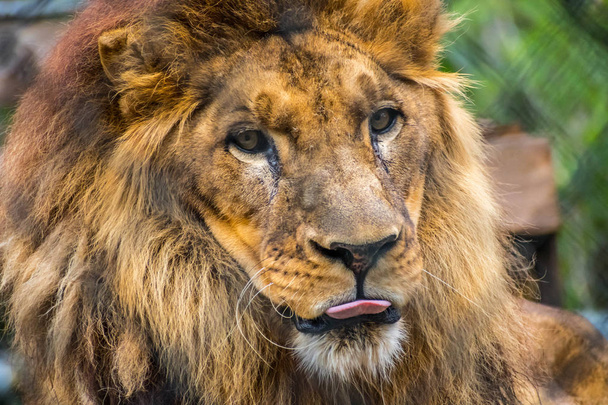 Un lion musclé à la poitrine profonde à Jacksonville, en Floride
 - Photo, image