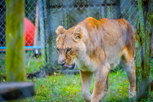 Une lionne agile à Jacksonville, Floride
 - Photo, image
