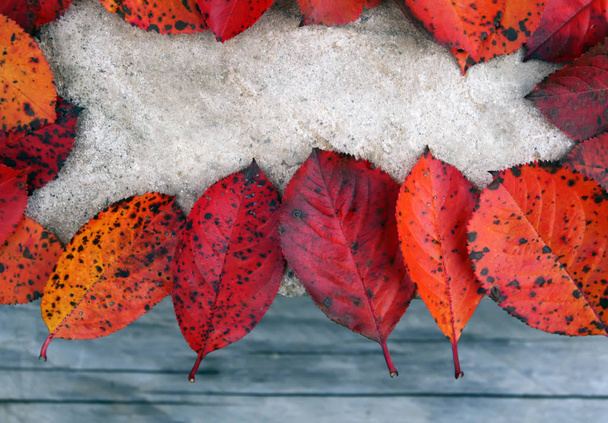 Colorful frame of fallen bright autumn leaves - Fotoğraf, Görsel