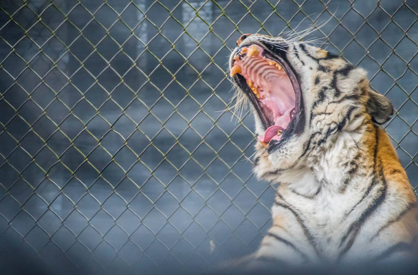 Černá, příčné pruhy sibiřského tygra v Jacksonville, Florida - Fotografie, Obrázek