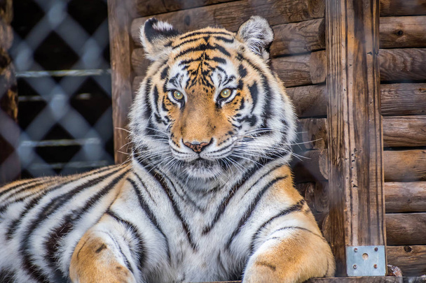 A black transverse stripes Siberian Tiger en Jacksonville, Florida
 - Foto, imagen