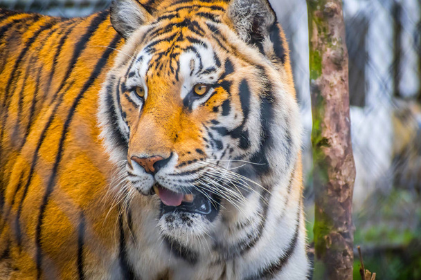 Černá, příčné pruhy sibiřského tygra v Jacksonville, Florida - Fotografie, Obrázek
