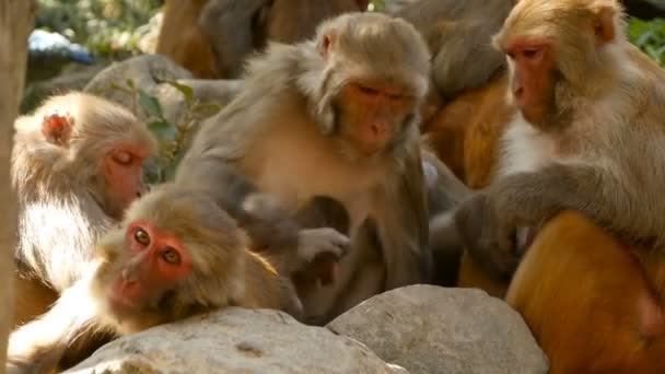 Group of rhesus macaques on rocks. Family of furry beautiful macaques gathering on rocks in nature and sleeping. Swayambhunath Stupa, Monkey Temple, in Kathmandu Nepal. - Footage, Video