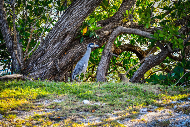 A Key Largo Florida Sárgakoronás bakcsó - Fotó, kép