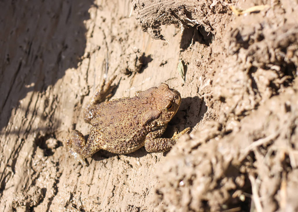 Европейская бурая жаба в глиняной поверхности грязной лужи в дикой природе
 - Фото, изображение