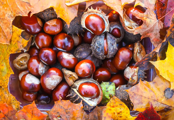 Horse-chestnuts or Aesculus hippocastanum on wet brown leaves in autumn park. - Photo, Image