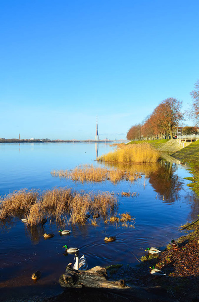 Urban landscape in october with blue sky and autumn trees. Wild ducks near the water. - Photo, Image
